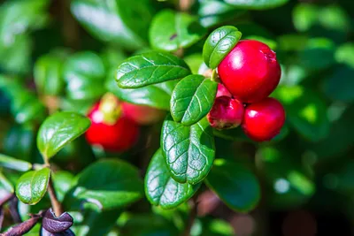 Джем Червени Скандинавски Боровинки 40%